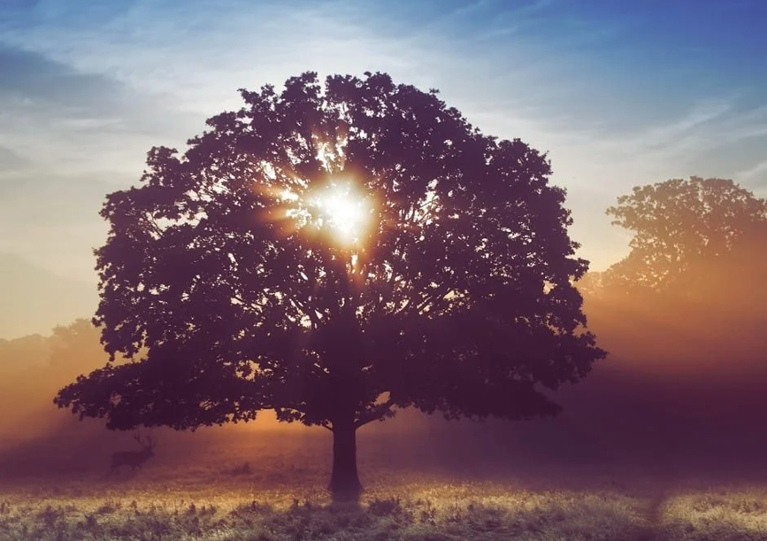 citations sur l'acceptation